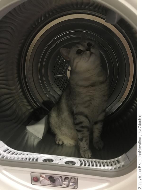 И у нас это любимое место. Пока перекладываешь белье из одной машинки в другую, она уже тут как тут