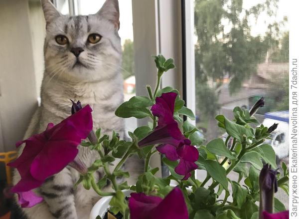 Хозяйке на радость