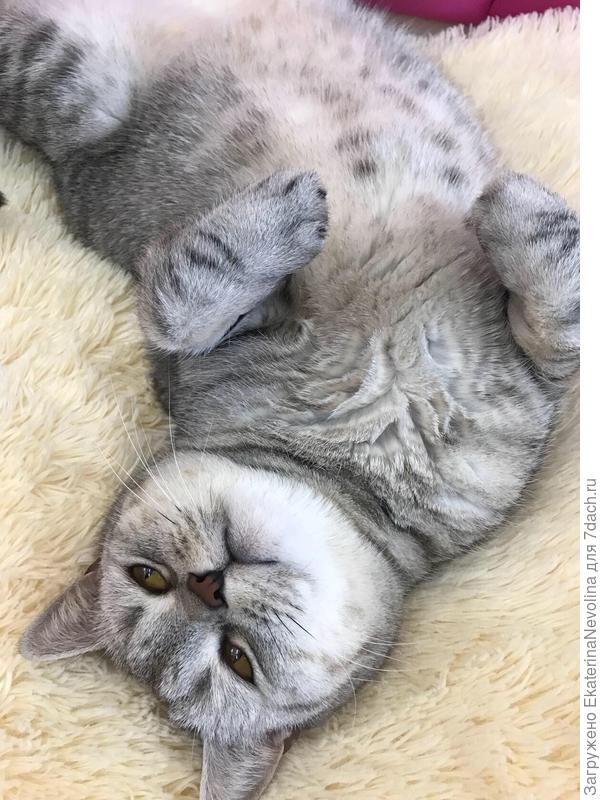 Балдежница