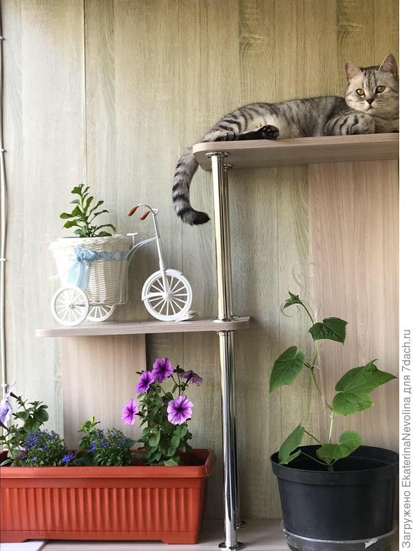 Высоко сижу , далеко гляжу