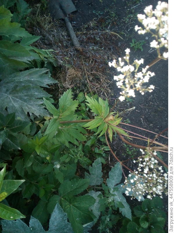 Что это за цветок ? Похож на борщевик. Подскажите кто знает, пожалуйста.