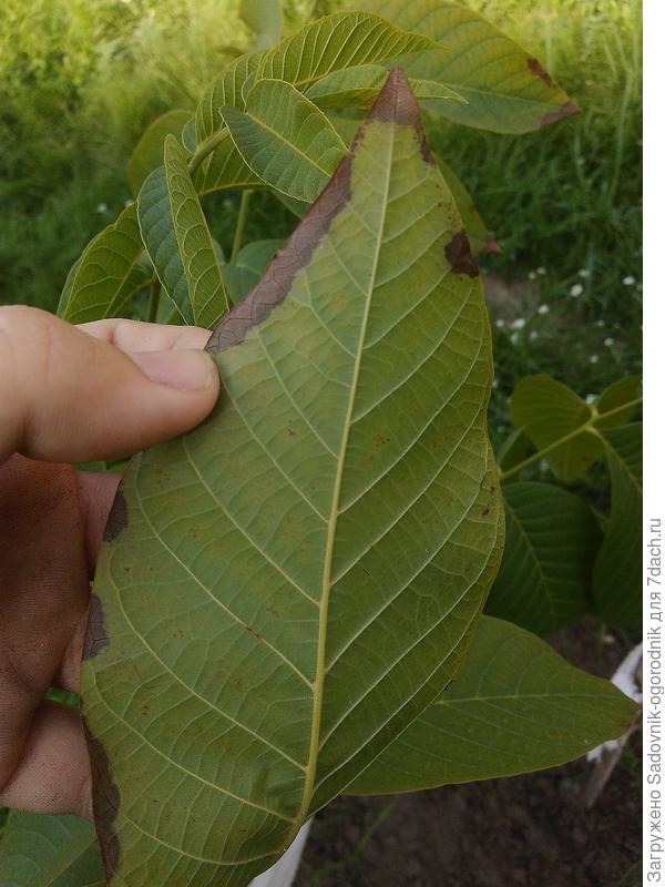 Болезни грецкого ореха на листьях фото зеленых