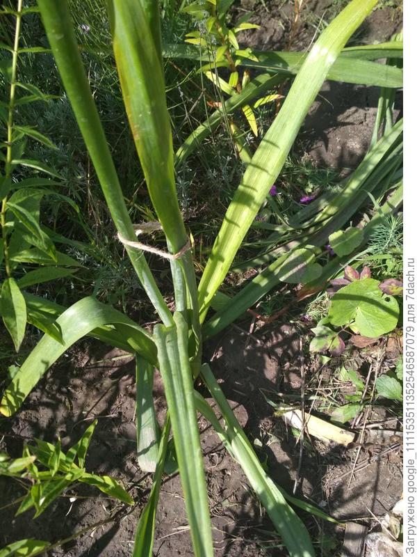 Добрый день,помогите пожалуйста найти название данного цветка,очень нужно.спасибо большое