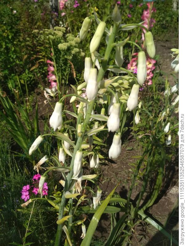 Добрый день,помогите пожалуйста найти название данного цветка,очень нужно.спасибо большое