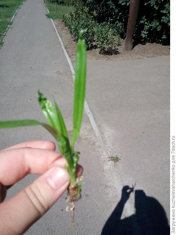 Как называется растение. Вырастает как пальма с длинными листьями с зубчатой окантовкой....