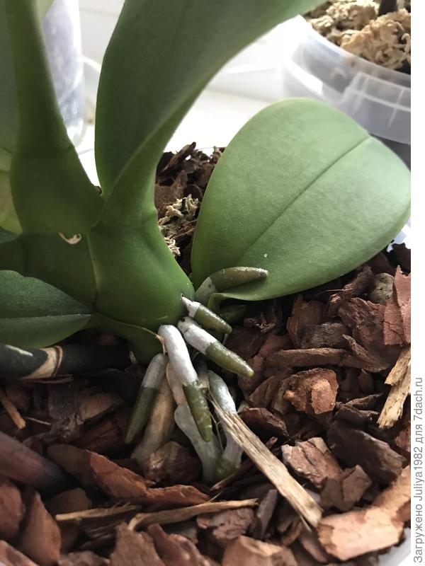 Корни конечно росли, но так отреагировали на лампу