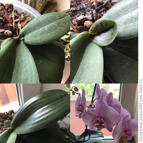 Лист вырос за 3 недели