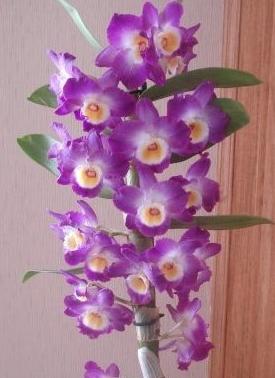 Дендробиумэквест