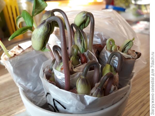 Спаржевая фасоль в самокрутке .