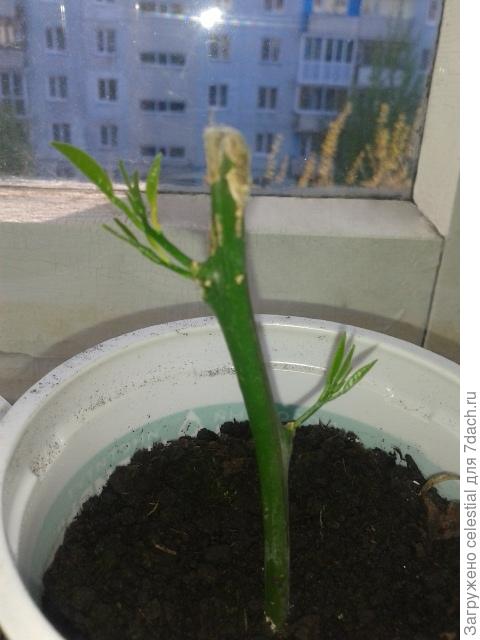 Пора приучаться к сухому воздуху.... Для этого нужно открывать растение с увеличением времени. За несколько дней постепенно растение привыкнет и можно его оставить открытым.