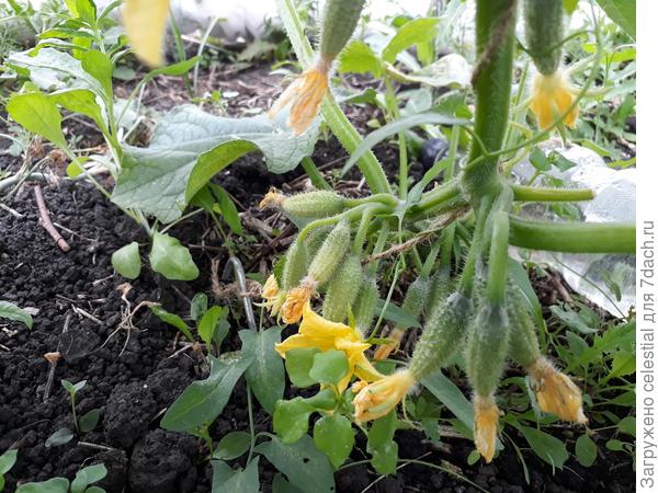 Будет все пучком .