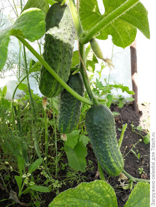 Сорт МАРИНДА