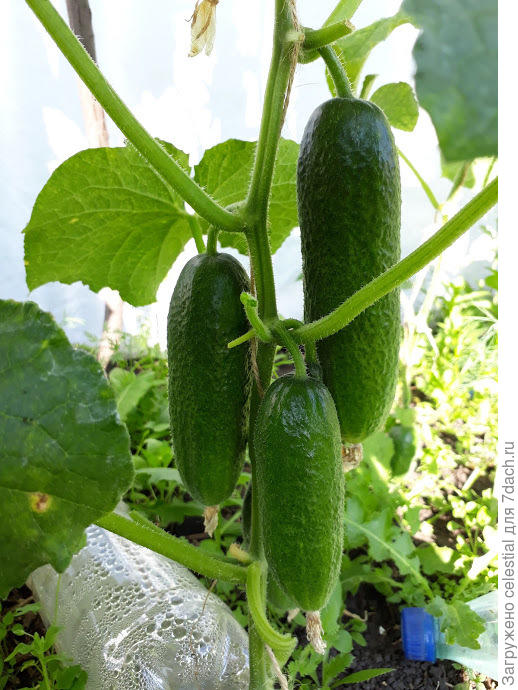 Первые аппетитные огурчики.