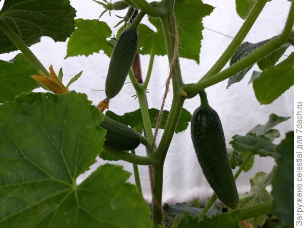 Под укрывным в +30  комфортно моим огурчикам