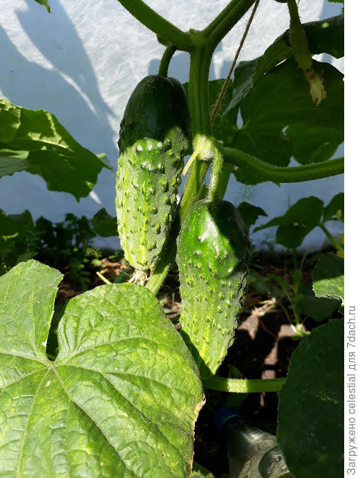 сорт Сестрица Аленушка