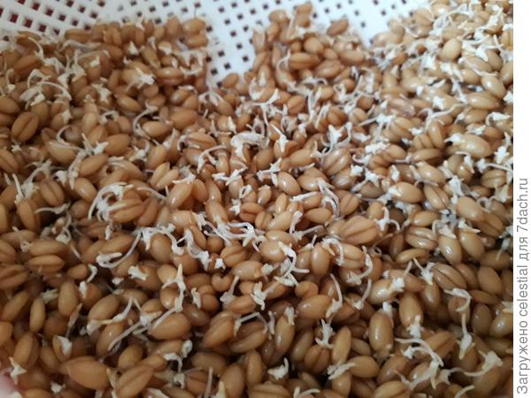 Вот они пророщенные зерна пшеницы - кладезь витаминов и минералов.