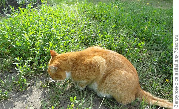Пойман и обезврежен враг дачного участка.