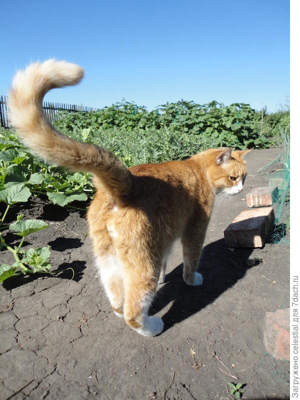 Мой рыжик Ричи