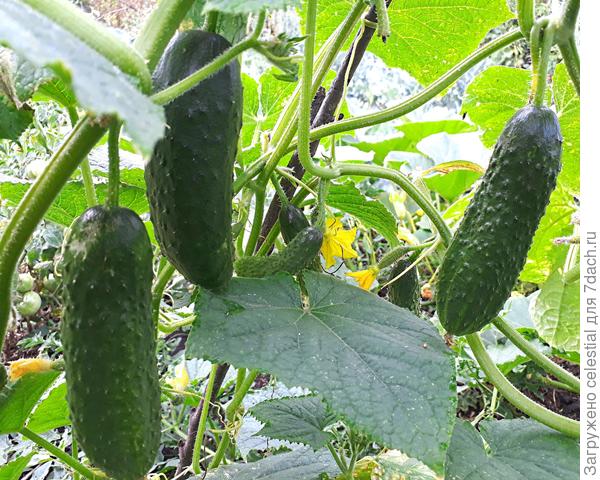 Огурцы то не простые , все красавцы удалые . Сладкий ,вкусный огурец - мой Куражик молодец!