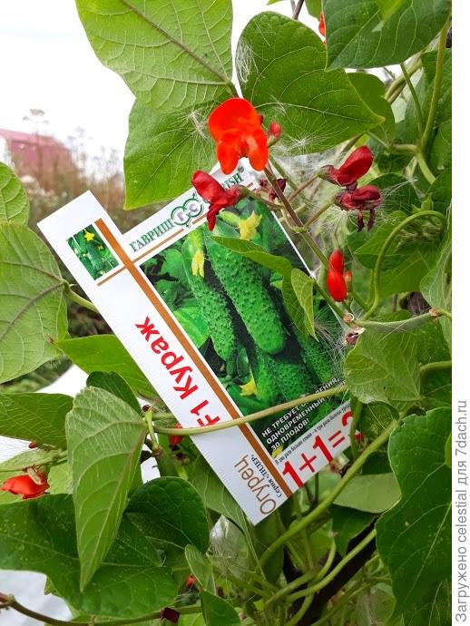 Ура !!!!  Нашелся мой Кураж  !