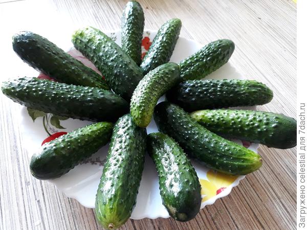 Мой Огурчик Кураж сняла с одного куста .