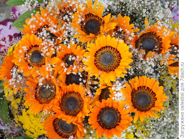 Разве не прелесть ?