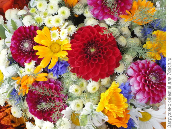 С  ГЕОРГИНАМИ