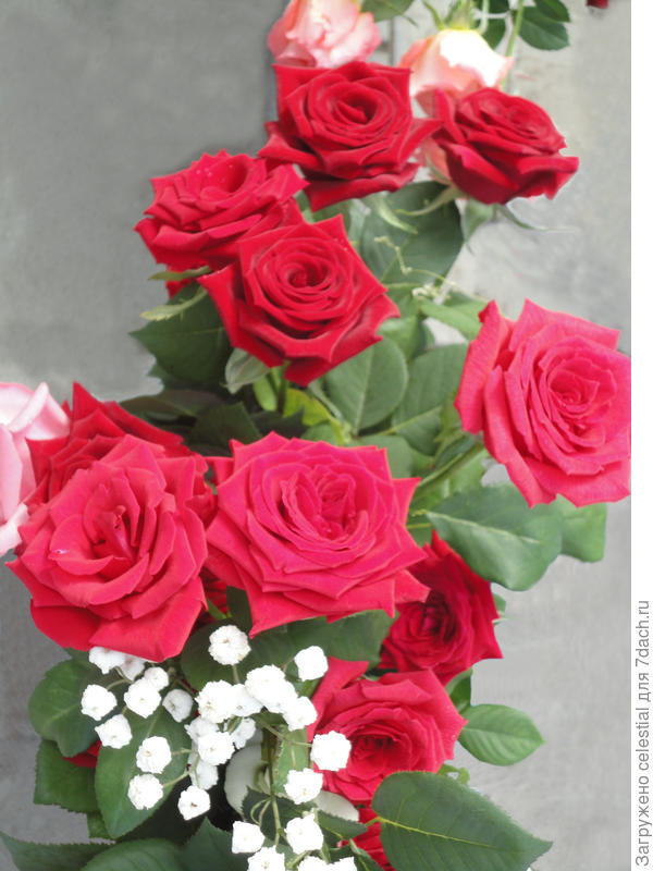 ЦАРИЦА ЦВЕТОВ - РОЗА