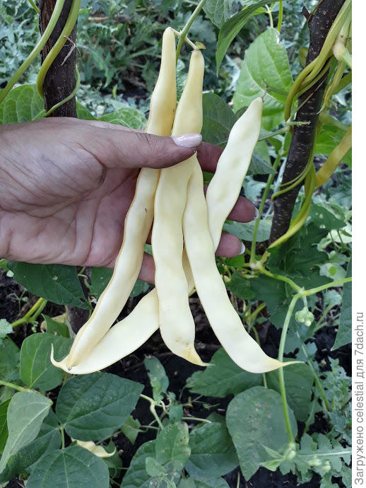 Спаржевая фасоль