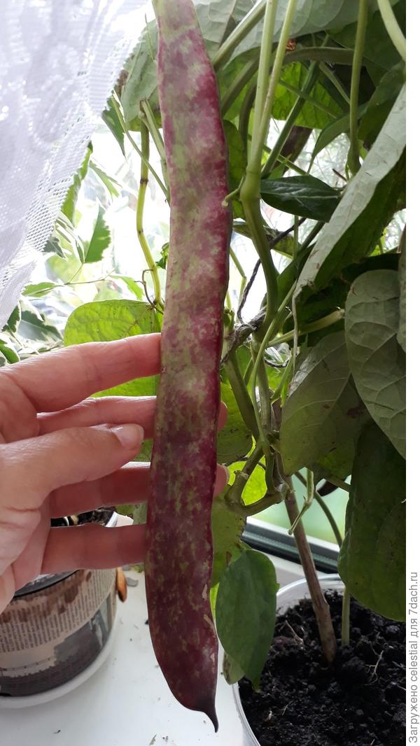 Джименез , вьющеся без волокна . До 30 см