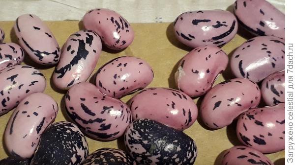 Вьющейся зерновая ,лущильный сорт Победитель.