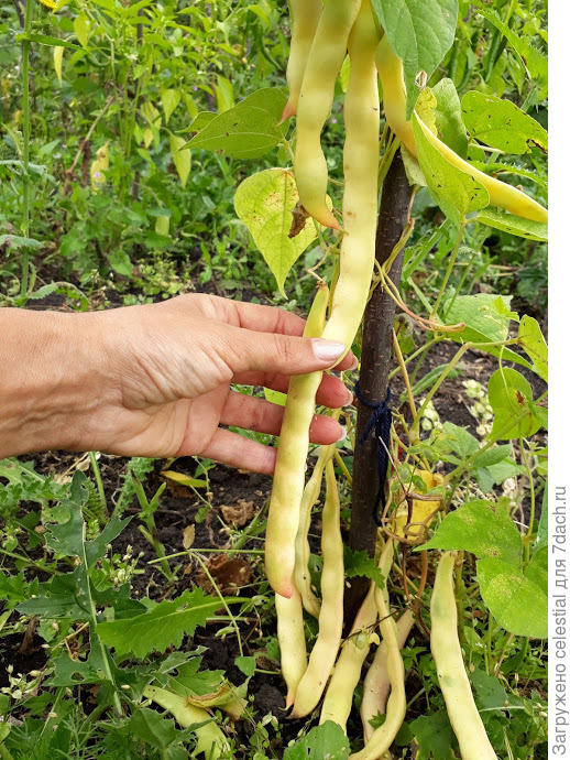 Новый сорт из Армении прислали ,название не знаю. До 25 см