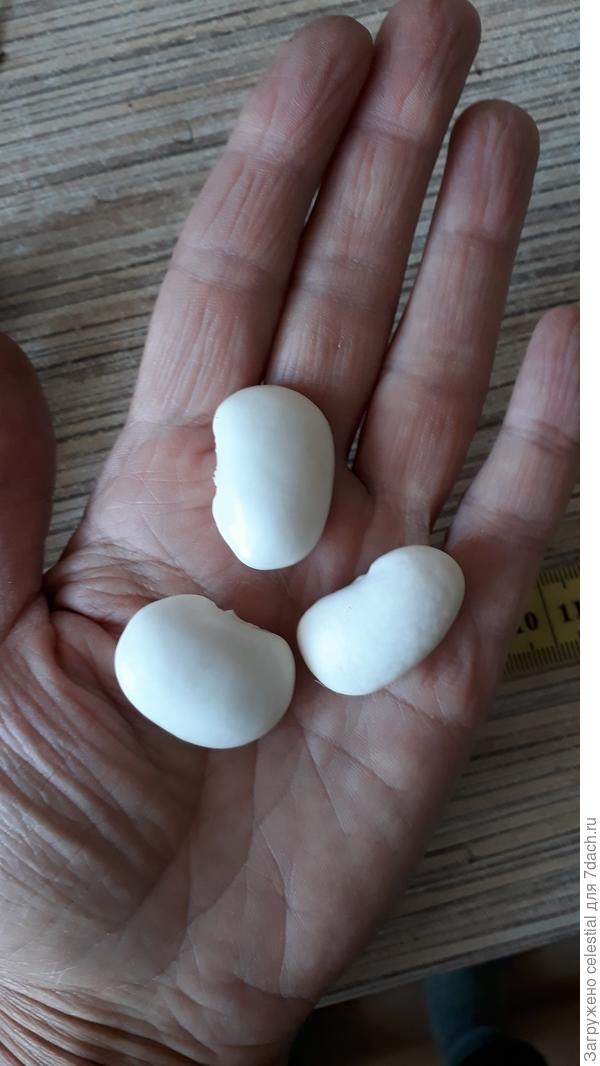 Вьющейся зерновая ,лущильный сорт Белая Испанская