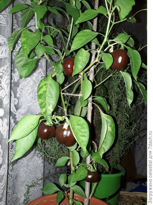 Дома у окна