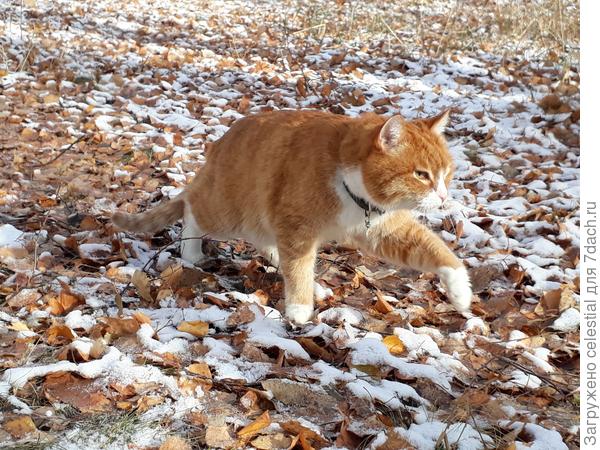 По первому снежку лапками иду ....