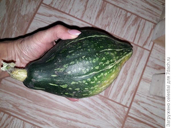 тыква сорт ДЮШЕС