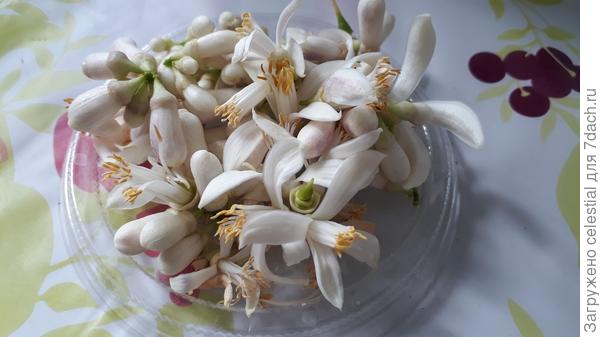 Цветы лимона для чая свежие.