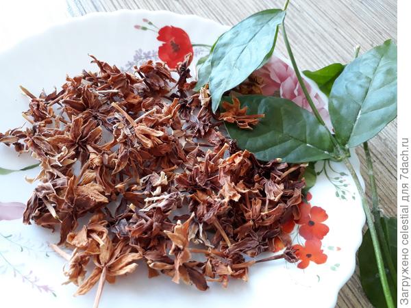 Сушеные цветы жасмина