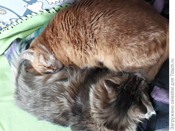 Котоинь-янь