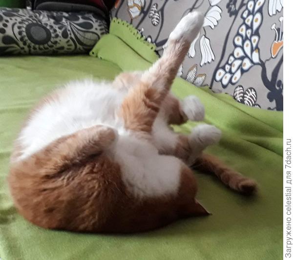 Котовыкрутасы