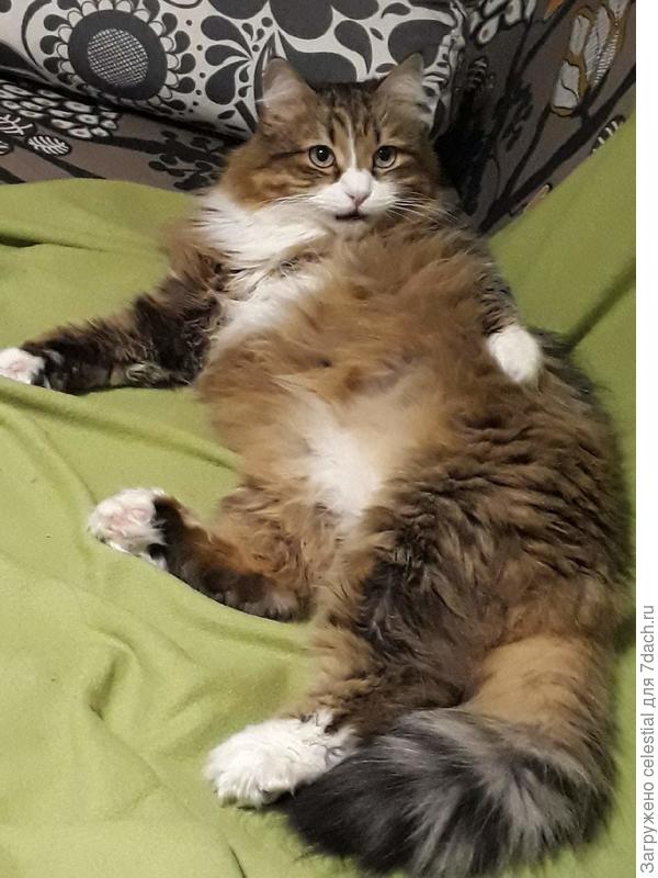 Если ,что верните мне котю !