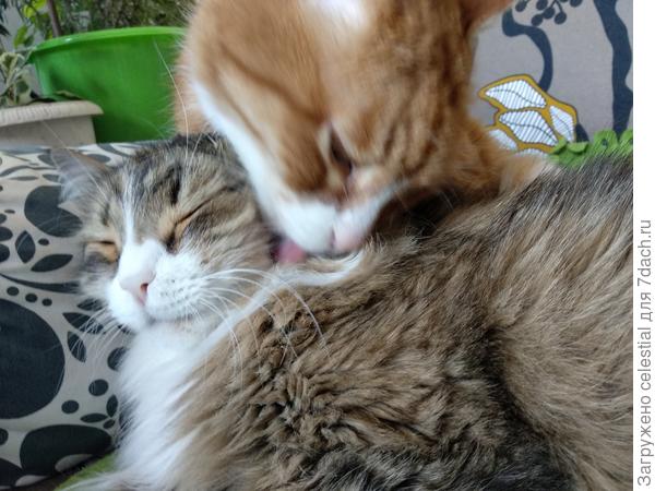 Привести в порядок шерстку