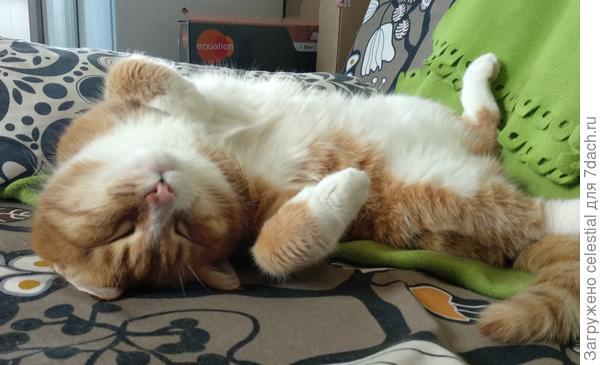 Сделать котяку -валяку