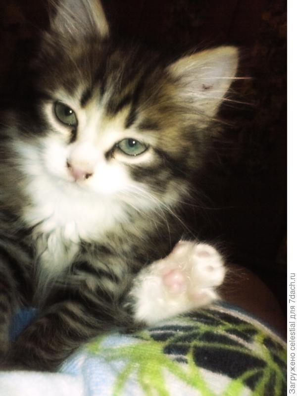 Это  Чики  , взяла у подруги