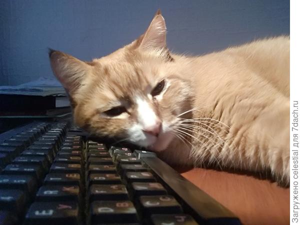 Устали лапки нажимать на кнопки ...