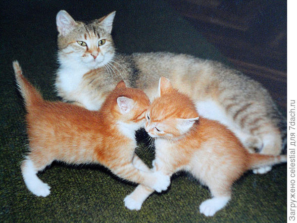 Ричи (слева на фото) и его братишка