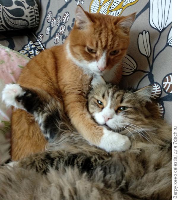 Сделать обнимашки