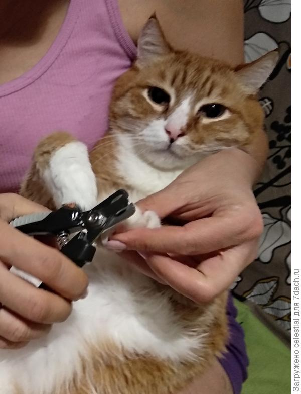 Сделать педикюр