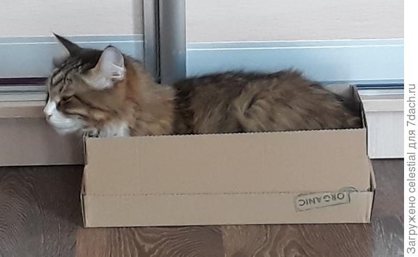 Можно поиграть в капитана