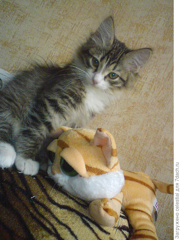 Большие уши ,чтобы хорошо всех слышать